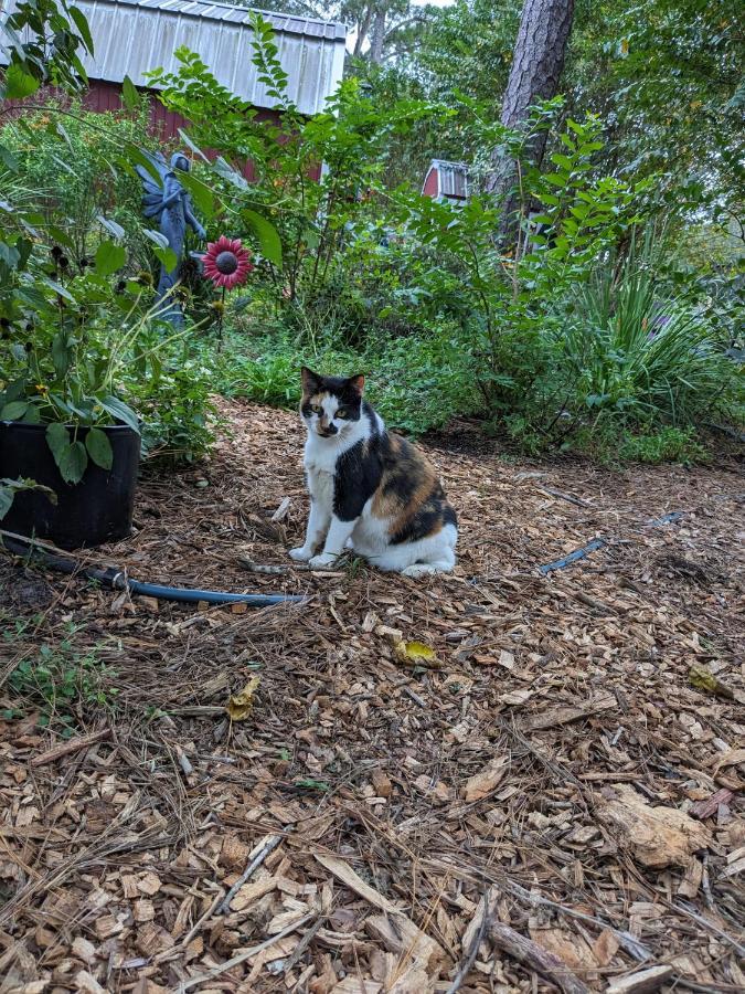 Melrose Rooterville Animal Sanctuary מראה חיצוני תמונה