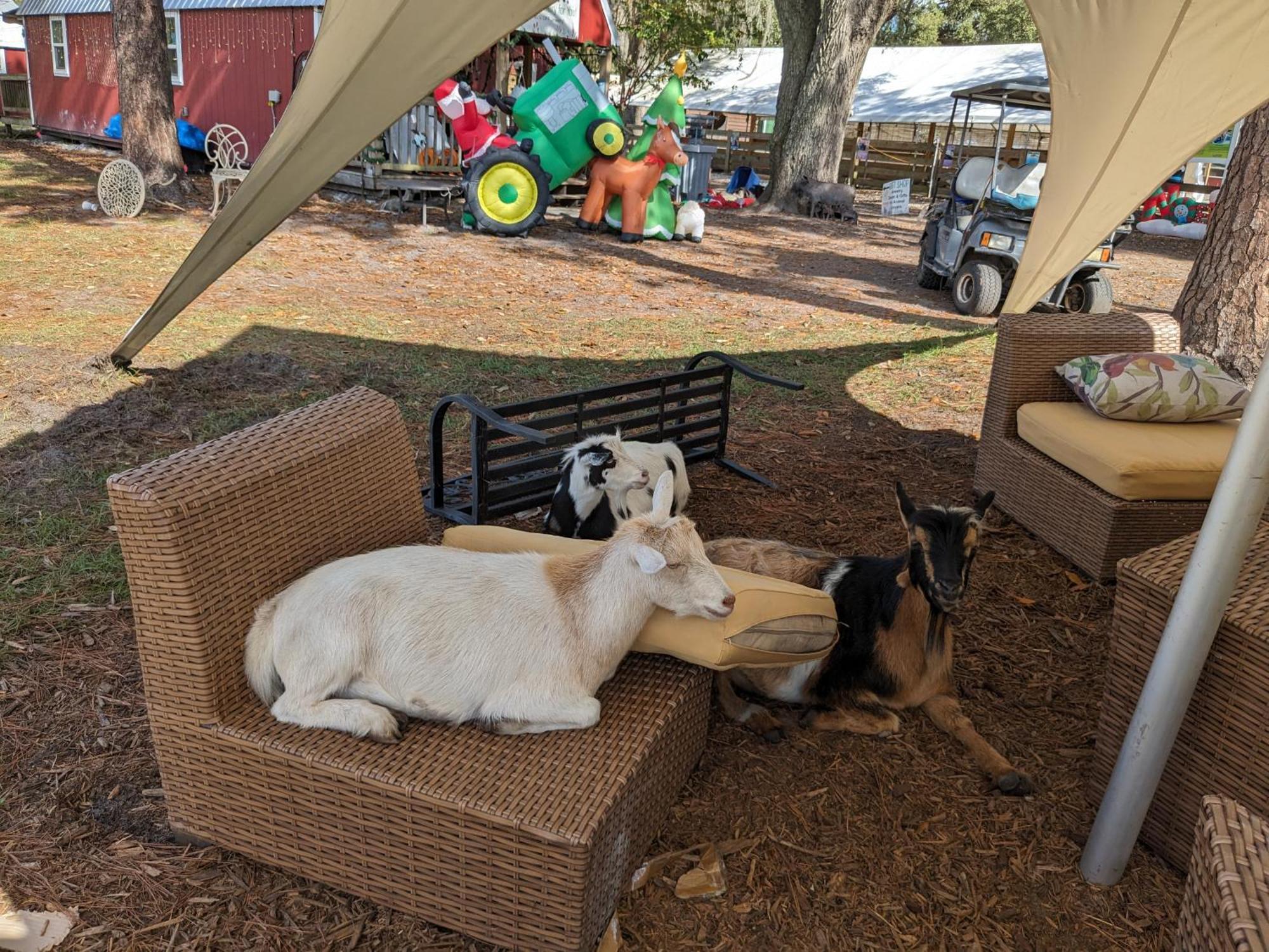 Melrose Rooterville Animal Sanctuary מראה חיצוני תמונה