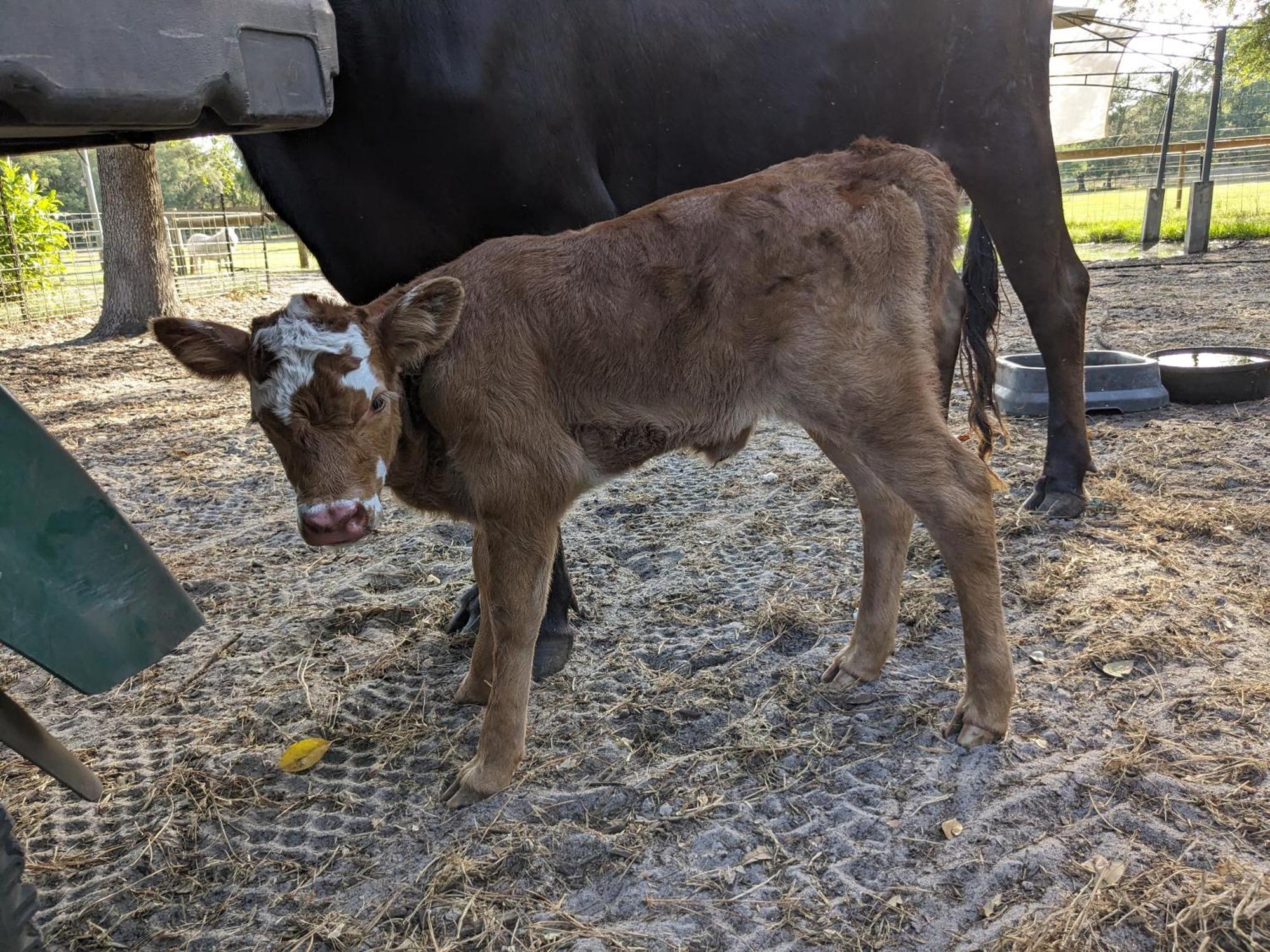 Melrose Rooterville Animal Sanctuary מראה חיצוני תמונה